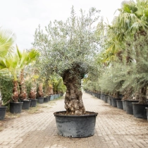 Olivenbaum 'Bonsai' #193
