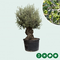 Olivenbaum 'Bonsai'