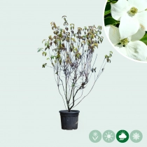 Cornus China Girl mehrstämmig