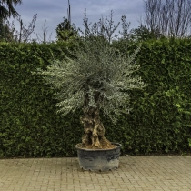 Olivenbaum 'Bonsai' #91
