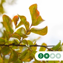 Chinesische Kräuselmyrte mehrstämmig