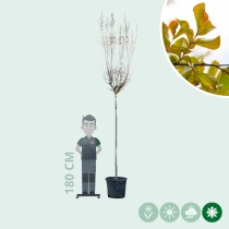 Chinesische Kräuselmyrte