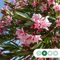 Oleander  Spalierbaum
