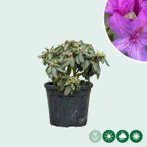 Rhododendron 'Marcel Menard'