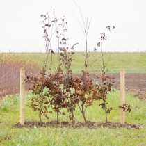 Blutbuchenhecke pro Meter einreihig