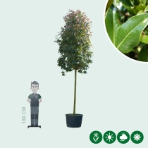 Glanzmispel baumförmig