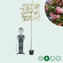 Oleander  Spalierbaum