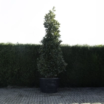 Magnolia grandiflora solitair #81