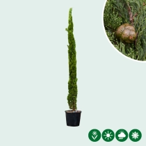 Italienische Zypresse 'Totem'