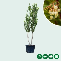 Erdbeerbaum mehrstämmig