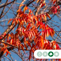 Chinesische Pistazie hochstamm