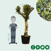 Olivenbaum ‘Hojiblanca’