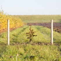 Blutbuchenhecke pro Stück