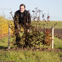 Blutbuchenhecke pro Meter zweireihig