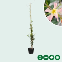 Rosa Sternjasmin 'Star of Sicily'