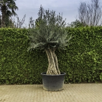 Olivenbaum 'Bonsai' #101