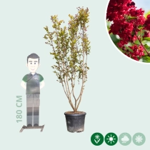 Chinesische Kräuselmyrte 'Dynamite'