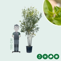 Japanischer Liguster mehrstämmig