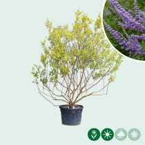 Mönchspfeffer Mehrstämmig