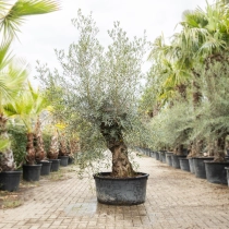 Olivenbaum 'Bonsai' #186