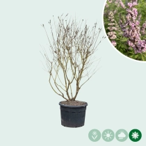 Mönchspfeffer 'Pink Pinnacle' Mehrstämmig