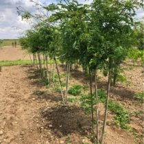 Dornenloser Lederhülsenbaum mehrstämmig