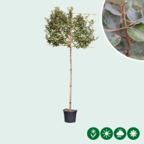 Ölweide Spalierbaum ausgewaschen