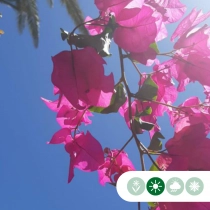 Bougainvillea glabra 'Alexandra' mit Stamm