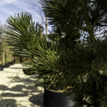 Bosnische Kiefer #117