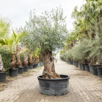 Olivenbaum 'Bonsai' #195