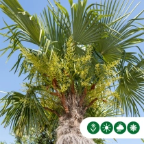 Chinesische Hanfpalme 400 cm Stammhöhe