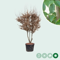 Hainbuche mehrstämmig