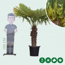 Chinesische Hanfpalme 80 cm Stammhöhe