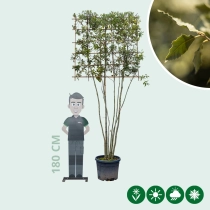 Steineiche mehrstämmig  als Spalier