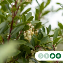 Erdbeerbaum mehrstämmig