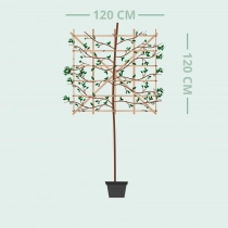 Portugiesische Lorbeerbaum 'Tico' als Spalierbaum