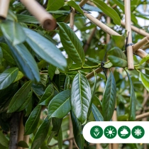 Kirschlorbeer als Spalier Ausgewaschen