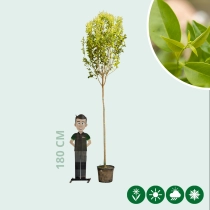 Japanischer Liguster