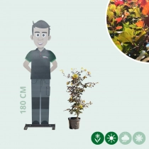 Blutbuchenhecke pro Meter zweireihig