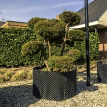 Sawara-Scheinzypresse 'Bonsai' #114