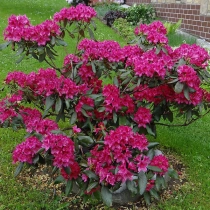 Rhododendron Nova Zembla