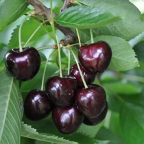 Prunus a. 'Early Rivers' als Spalier