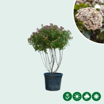 Schneeball mehrstämmig