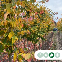 Persischer Eisenholzbaum mehrstämmig als Spalier