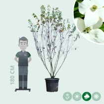 Cornus China Girl mehrstämmig