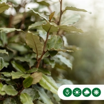 Ölweide Spalierbaum ausgewaschen