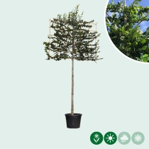 Hainbuche als Spalier ausgewaschen
