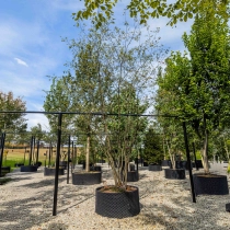 Mehrstämmige Felsenbirne #3