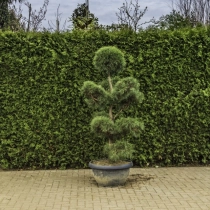 Waldkiefer Bonsai Pompon #82