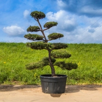 Waldkiefer Bonsai #178
